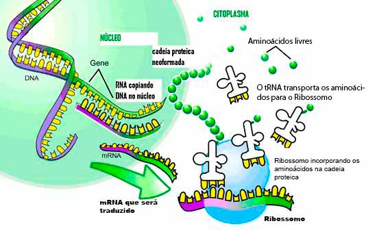 DNA RNA Genetica humana psicologia