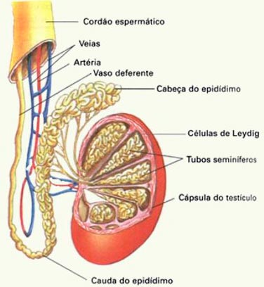 anatomia testiculo epididimo sistema reprodutor masculino site psicologia