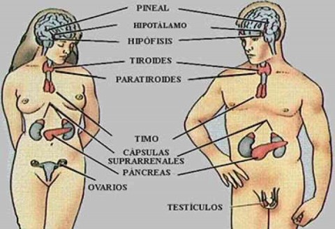 Sistema Endócrino - Fisiologia Humana