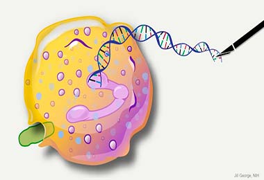 DNA RNA SINTESE PROTEICA PSICOLOGIA GENETICA HUMANA