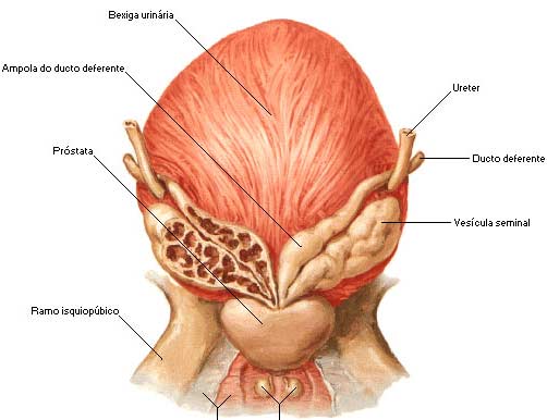 anatomia prostata vesicula seminal sistema reprodutor masculino