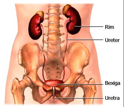 anatomia rim ureter bexiga uretra fisiologia humana