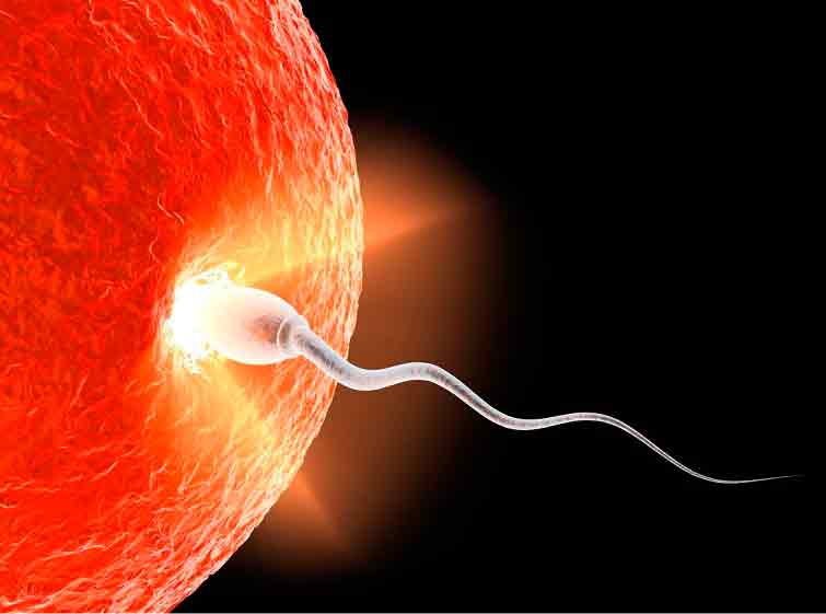 fecundação espermatozide ovulo genetica humana