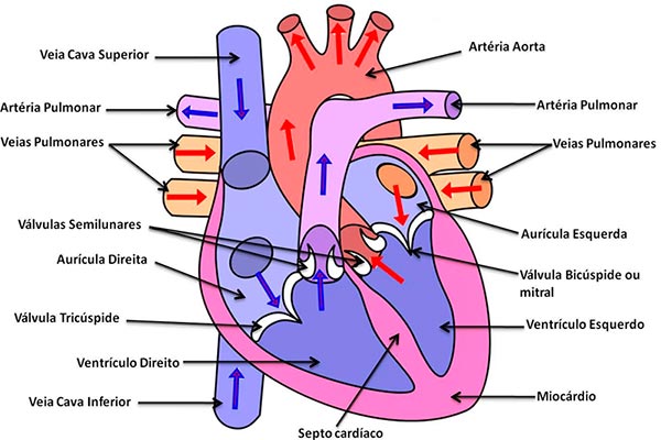 morfologia coracao sistema cardiovascular circulatoro detalhe