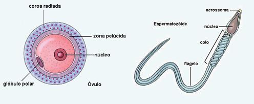 óvulo espermatozoide gameta maculino feminino genética humana